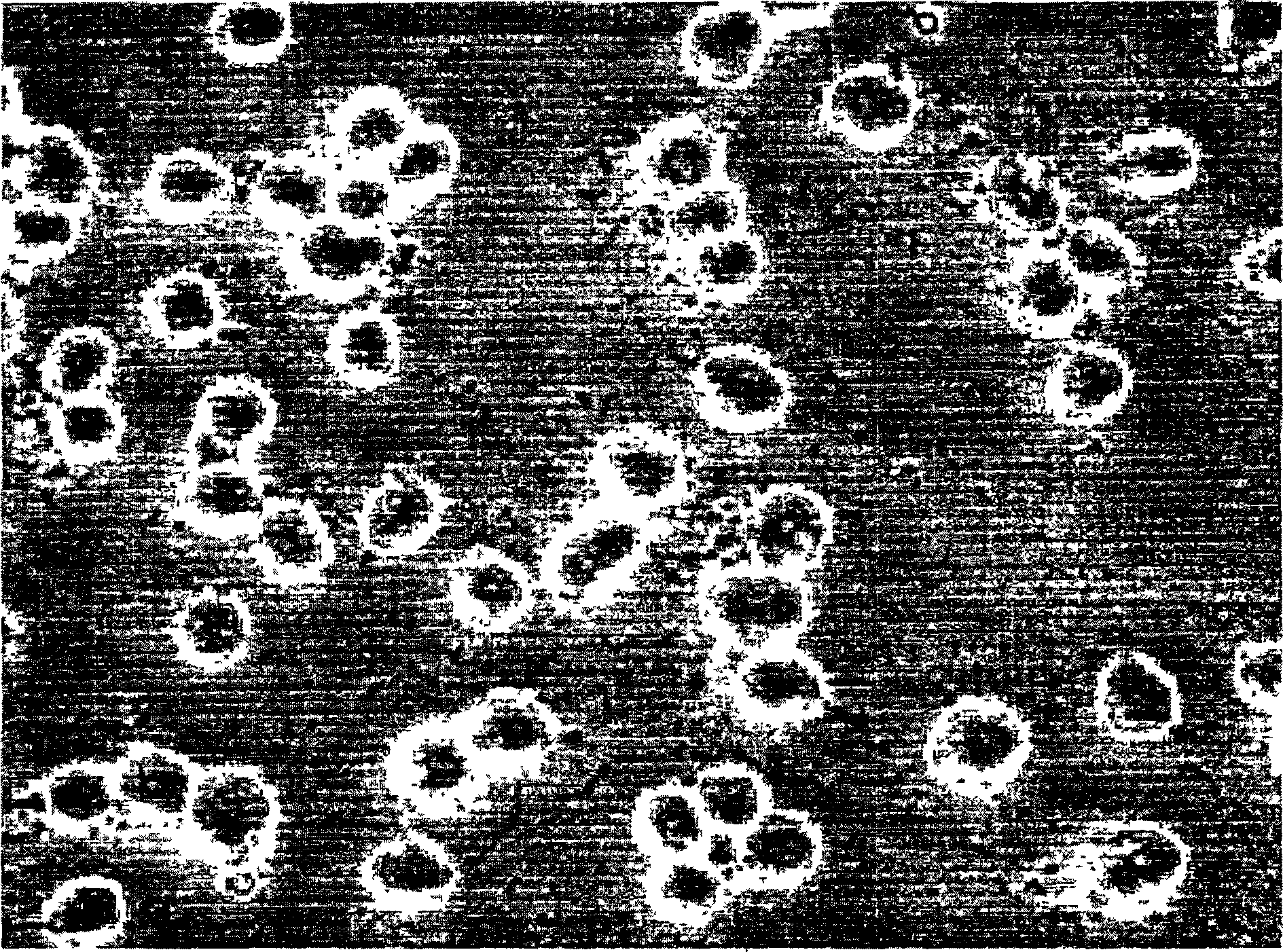 Oligodendrocyte precursor cells and method of obtaining and culturing the same