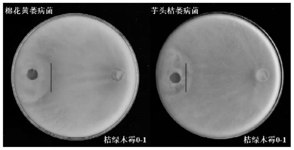 Trichoderma citrinoviride and application thereof in degradation of fish protein