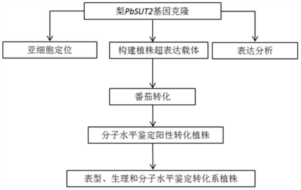 Pear Sucrose Transporter Gene pbsut2 and Its Application