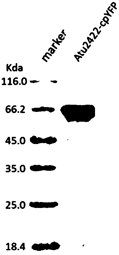 Proline optical probe and preparing method and application thereof