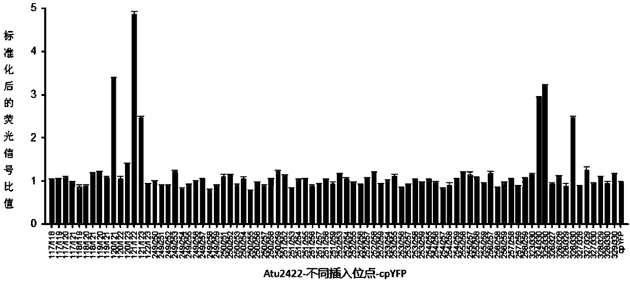 Proline optical probe and preparing method and application thereof