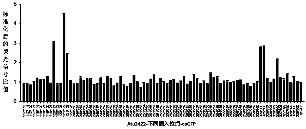 Proline optical probe and preparing method and application thereof