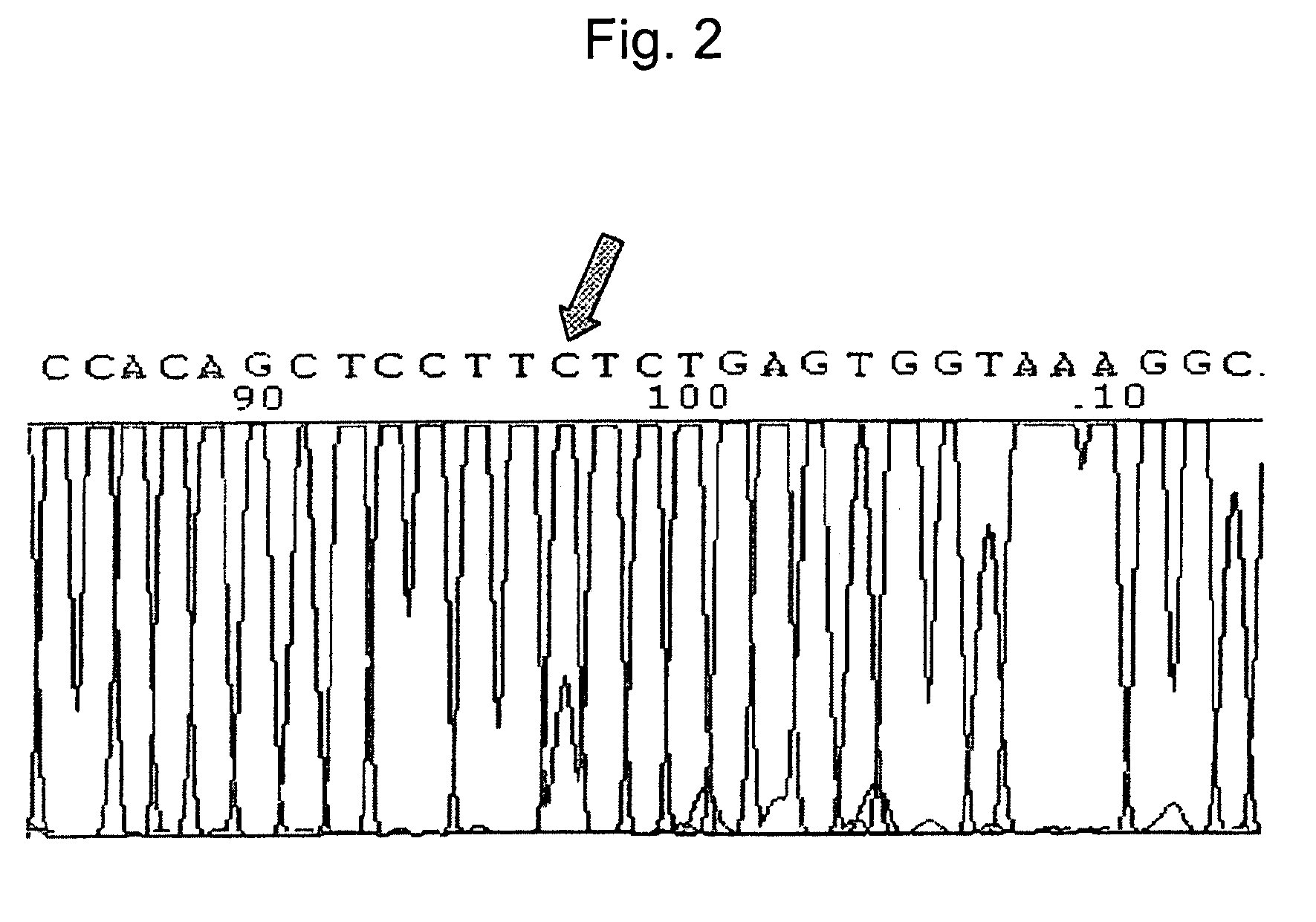 Β-catenin oligonucleotide microchip and method for detecting β-catenin mutations employing same
