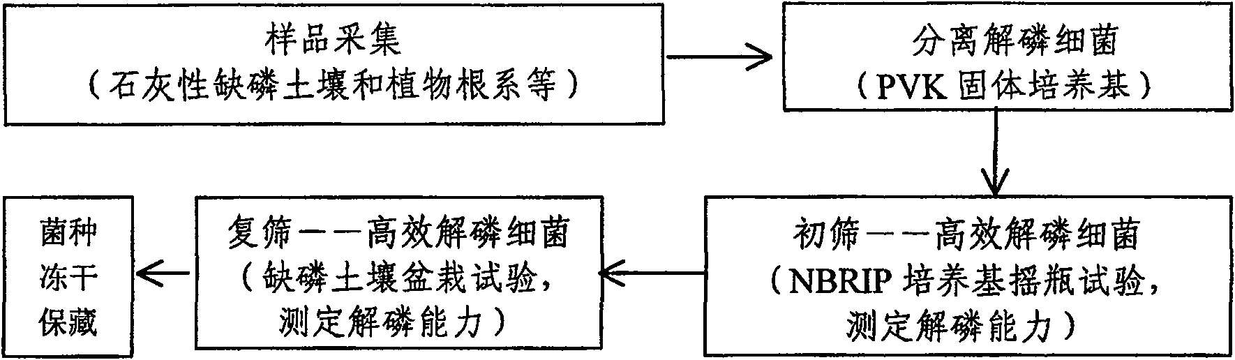 K3 bacterial strain capable of dissolving calcium phosphate in soil and organic microbial fertilizer therewith