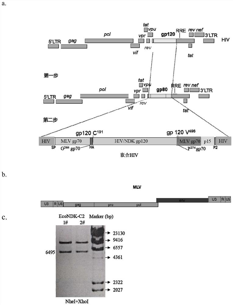 Establishment method and application of animal model with nerve injury induced by HIV infection