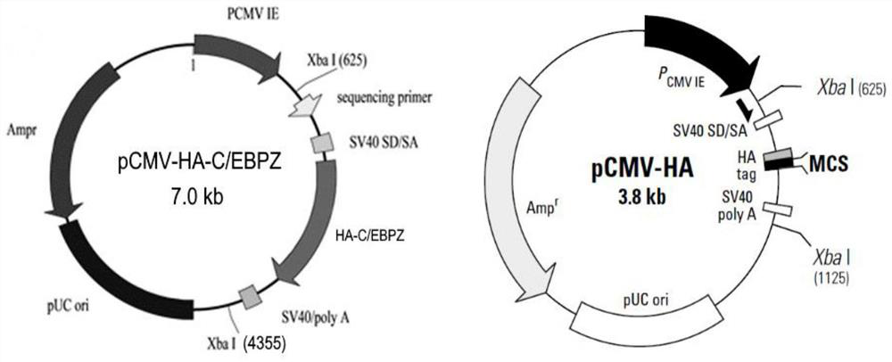 Transcription factor C/EBPZ for regulating adipocyte formation and application thereof