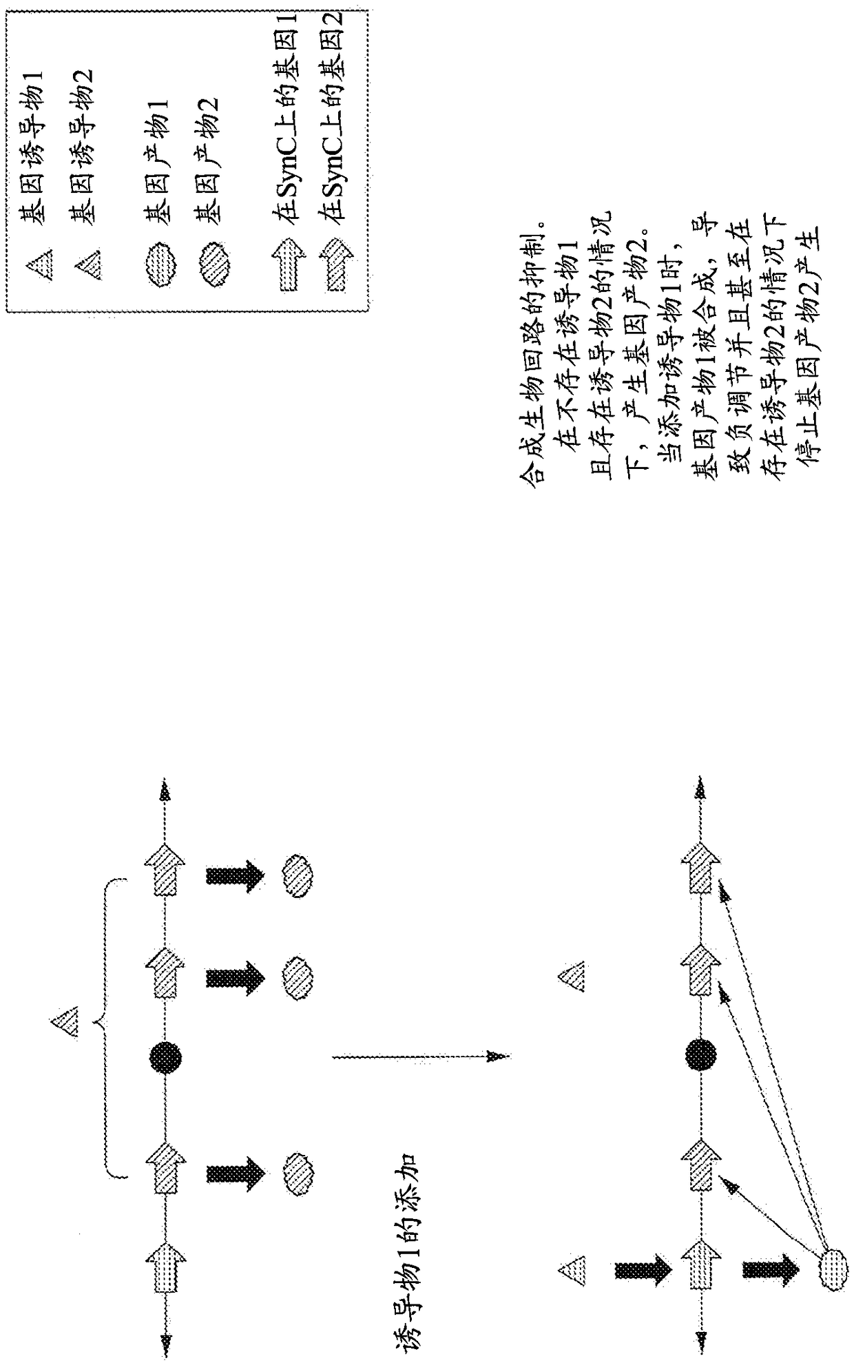 Methods for creating synthetic chromosomes having gene regulatory systems and uses thereof