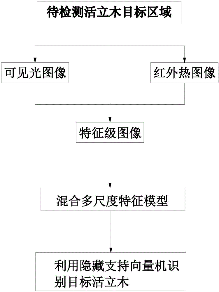 Living standing tree rapid identification method based on hybrid multi-scale feature model