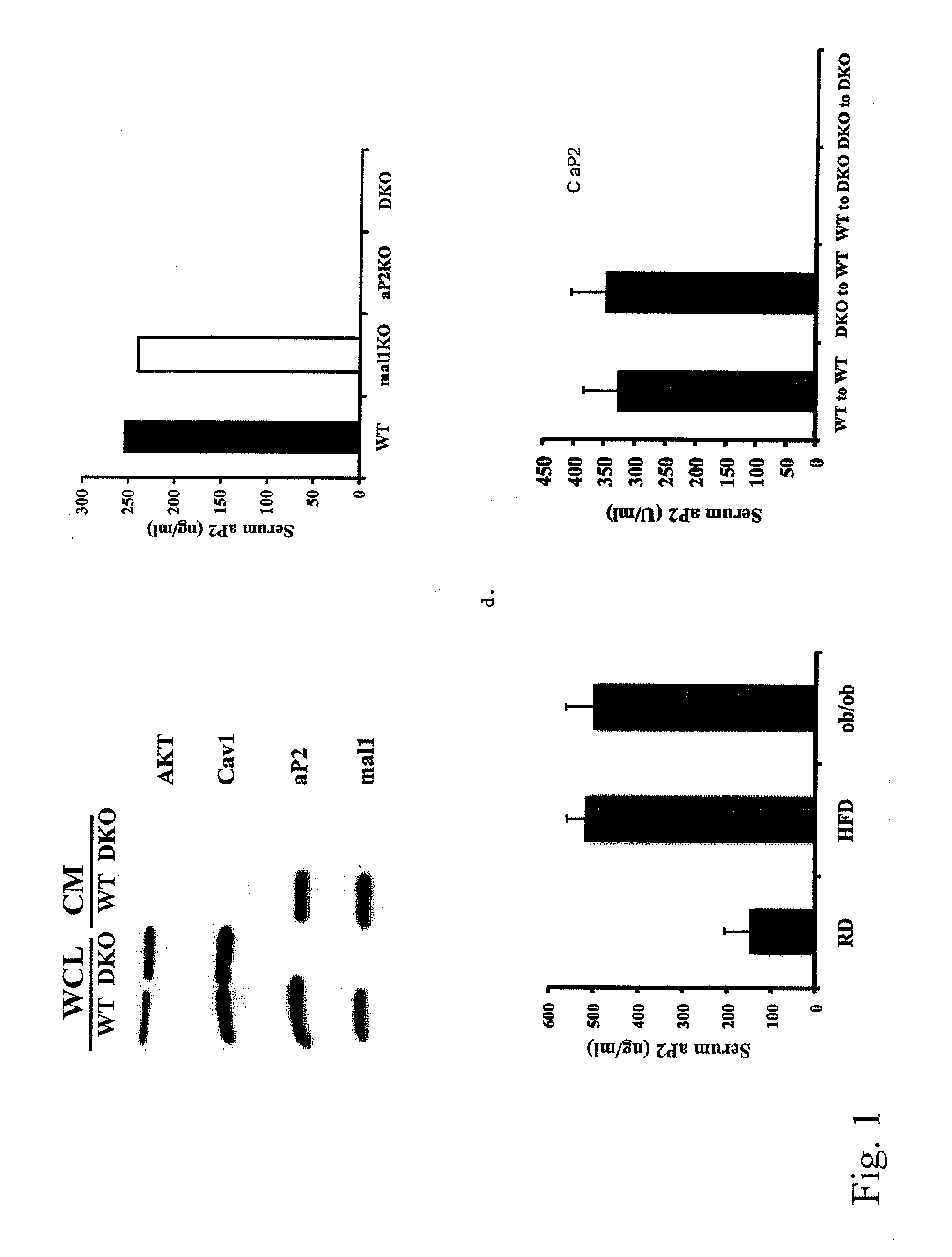 Secreted ap2 and methods of inhibiting same