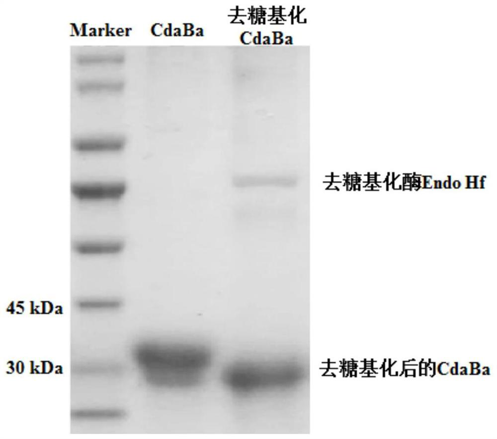 Chitin deacetylase gene, chitin deacetylase and preparation method and application of chitin deacetylase