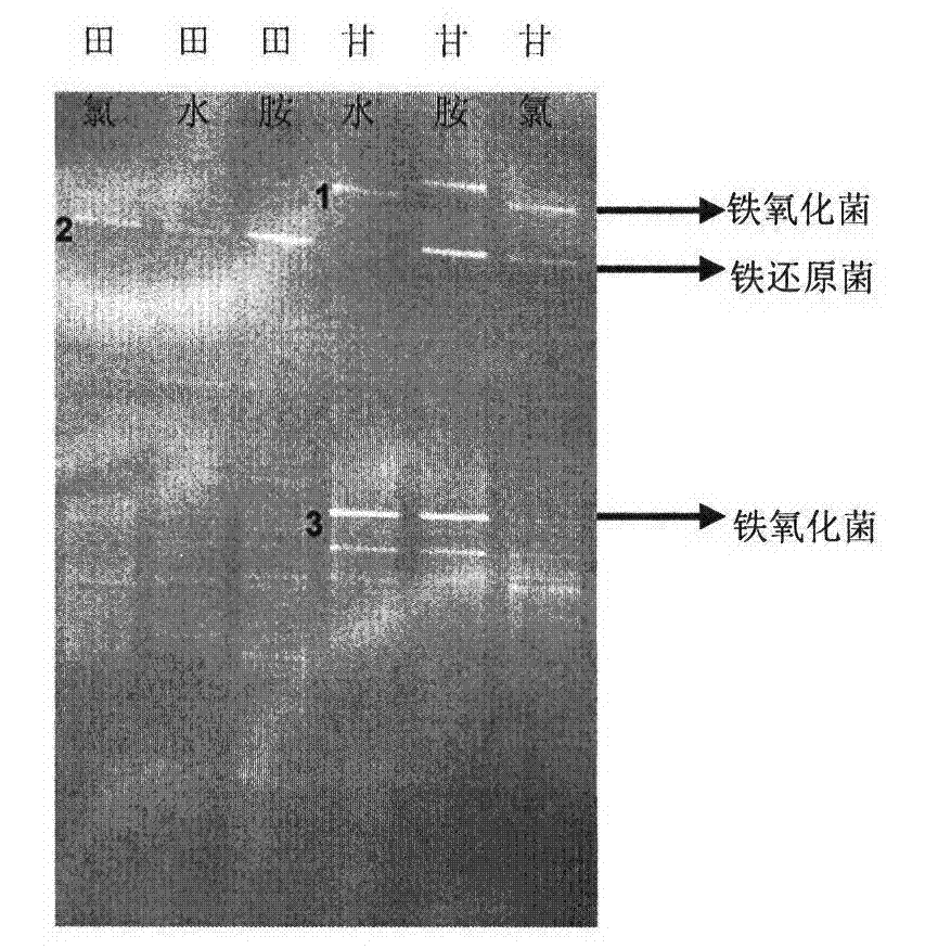 Method for maintaining stability of water quality in pipe network by using effect of iron oxidizing and reducing bacteria in biological membrane