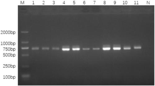 Method for identifying dried Pheretima aspergillum based on PCR-RFLP technology