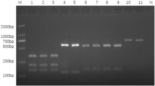 Method for identifying dried Pheretima aspergillum based on PCR-RFLP technology