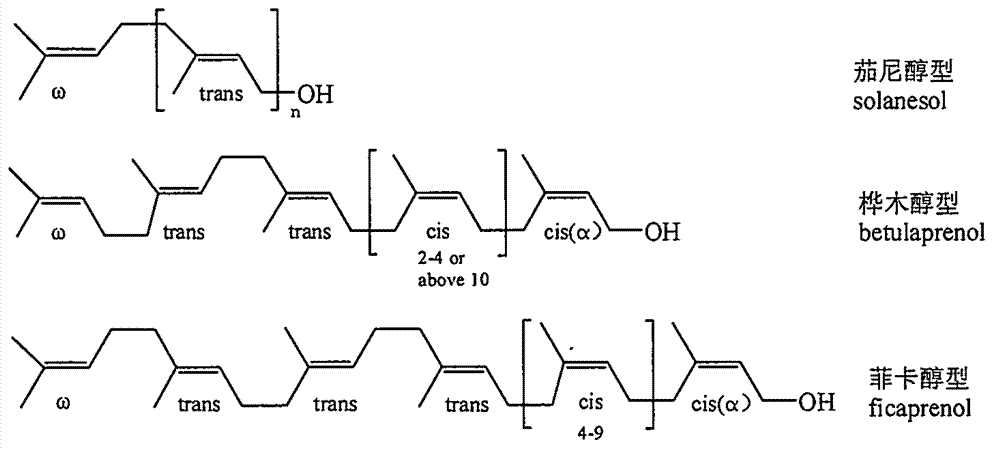 Preparation method of plant polyprenol with bacteriostatic and antioxidant activity and hydrogenated derivative thereof