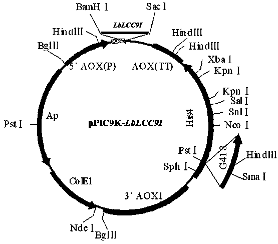 Laccase gene lblcc9i from Ceruleus bicolor and its application