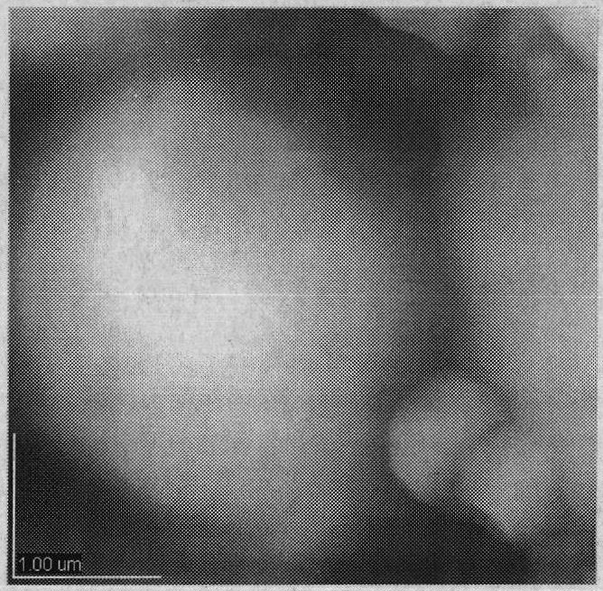 Microbe generating antifungal lipopeptid and preparation method and application of antifungal lipopeptid thereof