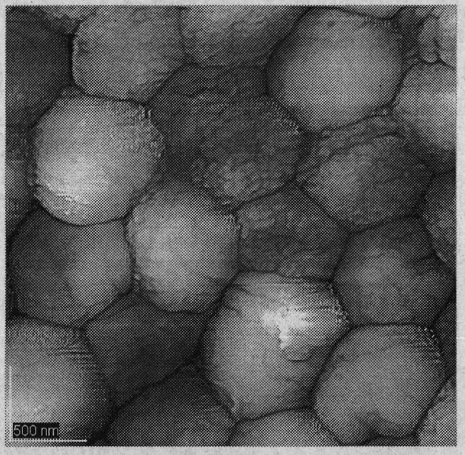 Microbe generating antifungal lipopeptid and preparation method and application of antifungal lipopeptid thereof