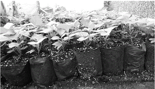 Method for raising seedlings out of sweet potato true seeds through nutritive bags