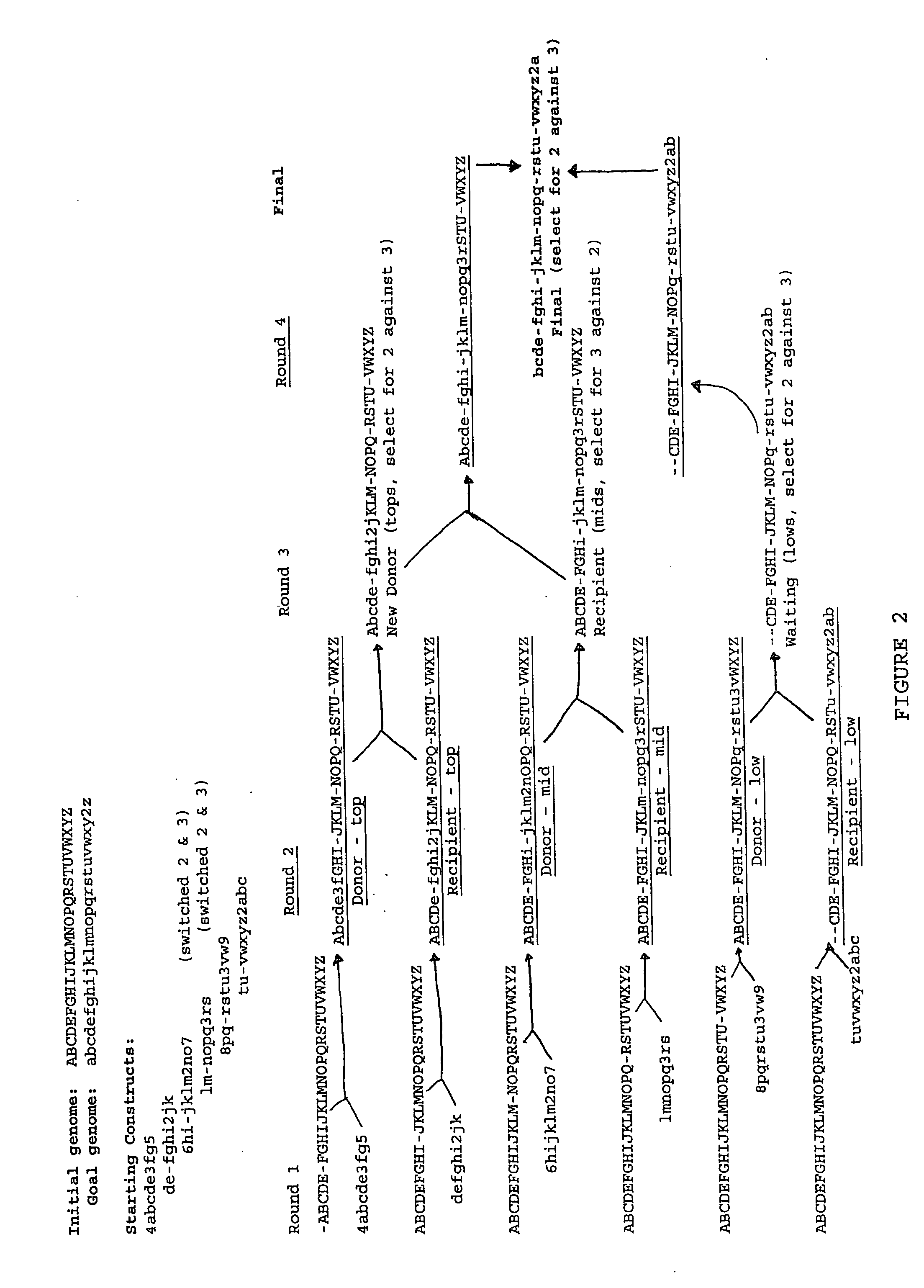 Heirarchical assembly methods for genome engineering