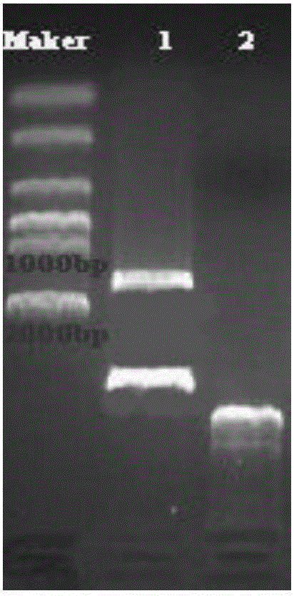 A method for efficiently utilizing fatty acids to produce mevalonate and the constructed genetically engineered bacteria