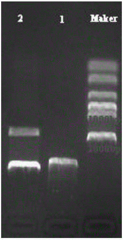 A method for efficiently utilizing fatty acids to produce mevalonate and the constructed genetically engineered bacteria