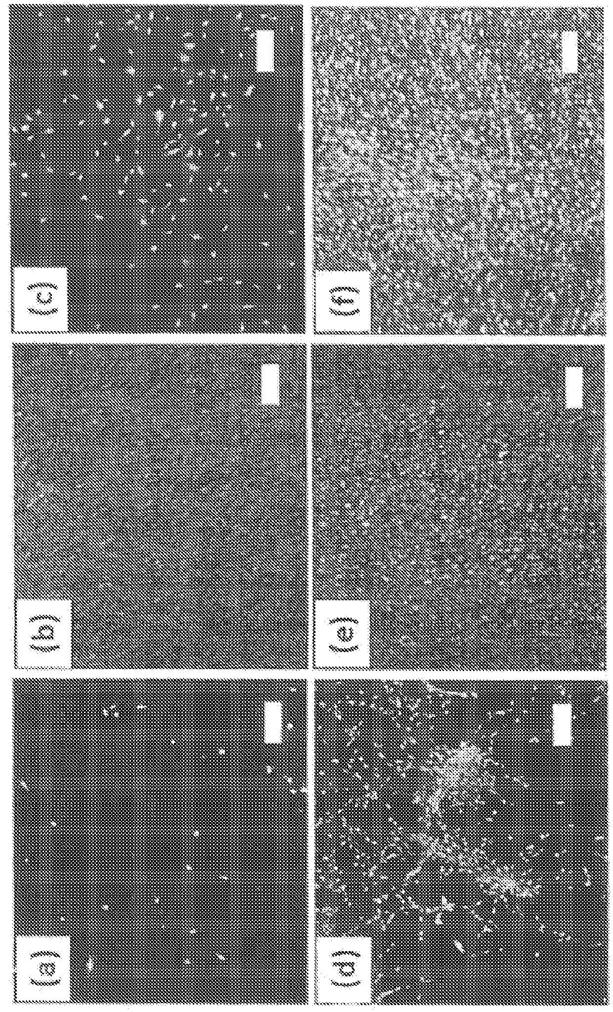 PEM layer-by-layer systems for coating substrates to improve bioactivity and biomolecule delivery