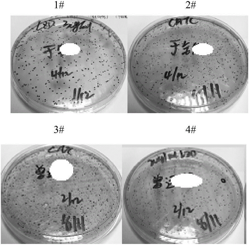 Method and reagent for detecting linezolid drug-resistant enterococcus fixed planting