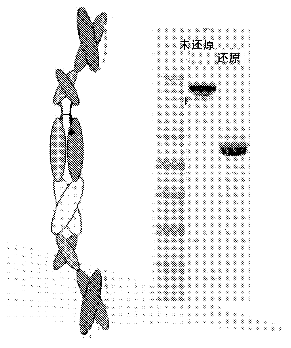 Heterodimer binding proteins and uses thereof