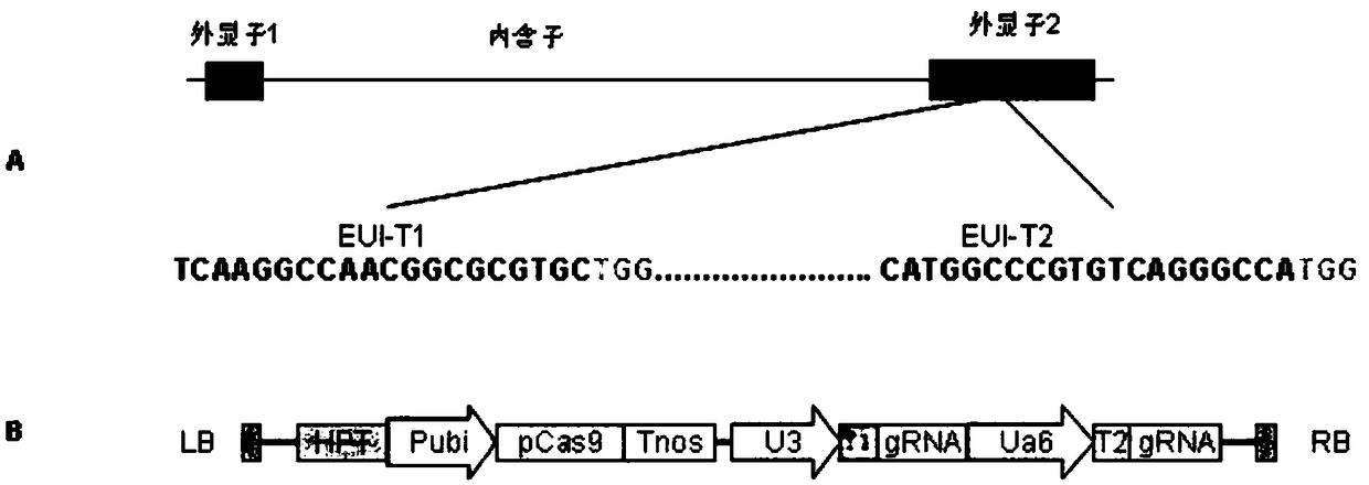 Method for creating non-wrapround rice two-line sterile line with CRISPR/Cas9 technology