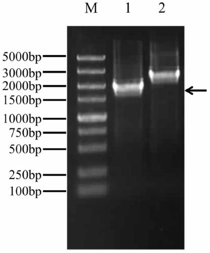 A Synechocystis pcc6803 algal strain with significantly improved tolerance to ethanol and its construction method