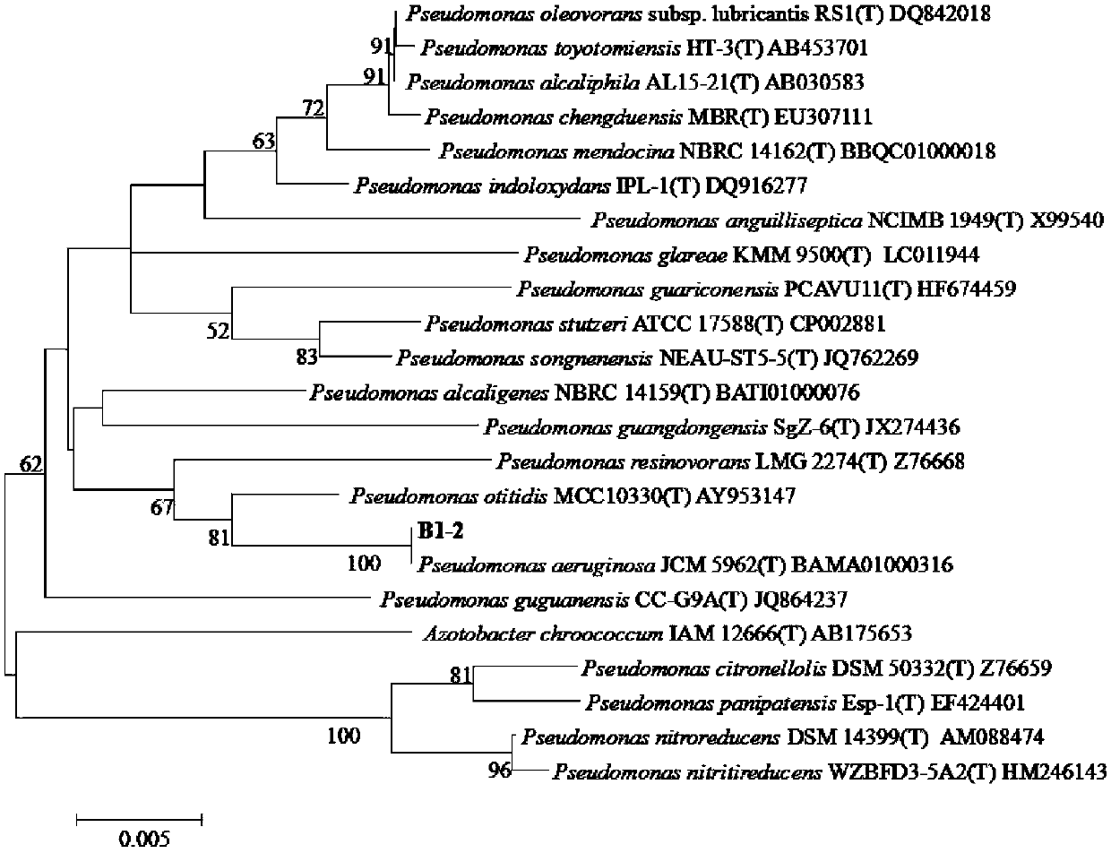 A kind of Pseudomonas aeruginosa producing keratinase and its application