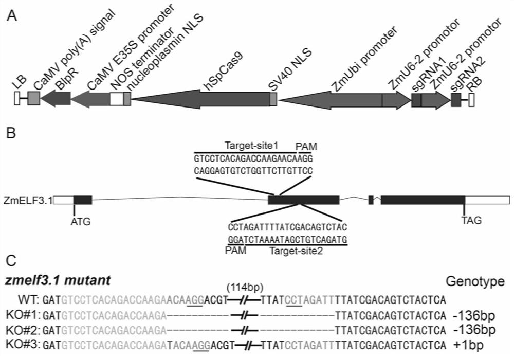 Application of ZmELF3.1 protein and function deletion mutant thereof in regulation and control of crop tassel branch number