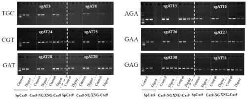 Novel DNA (deoxyribonucleic acid) nucleic acid cleaving enzyme and application thereof