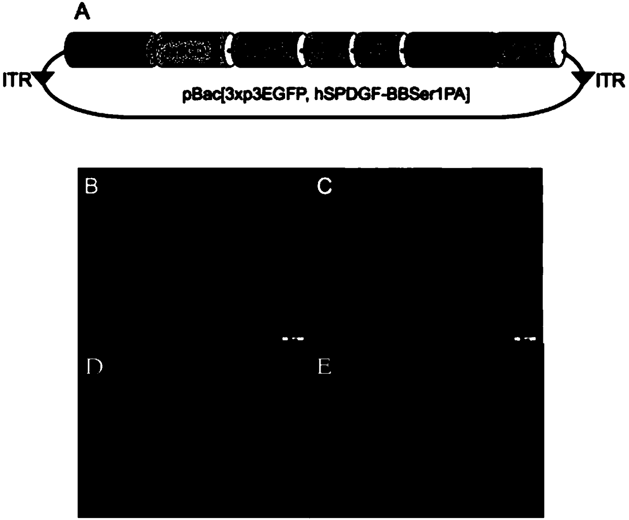 Platelet-derived growth factor modifying gene suitable for silkworm expression and expression vector and application thereof