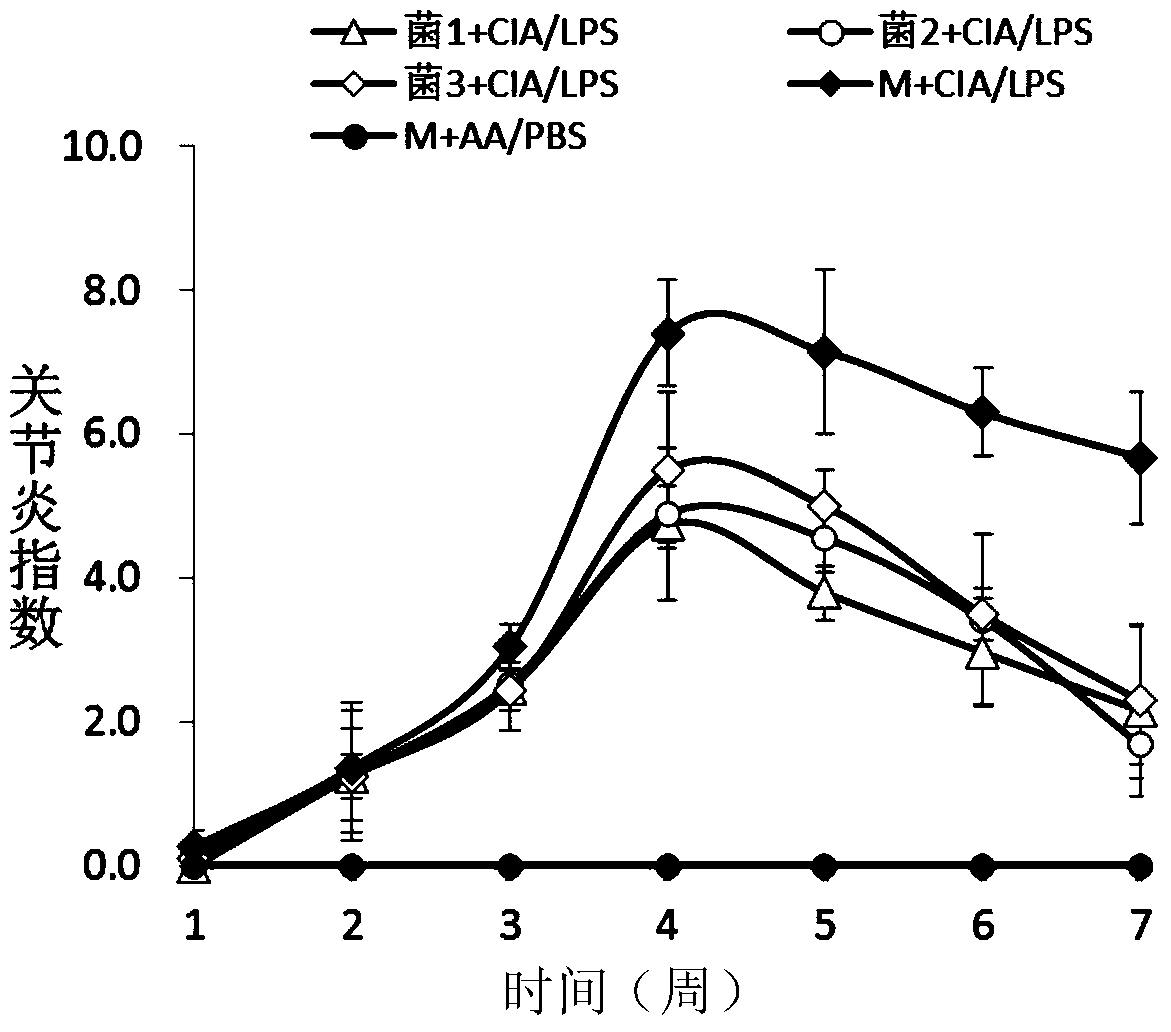 Application of Parabacteroides faecalis in the treatment or prevention of rheumatoid arthritis or related diseases