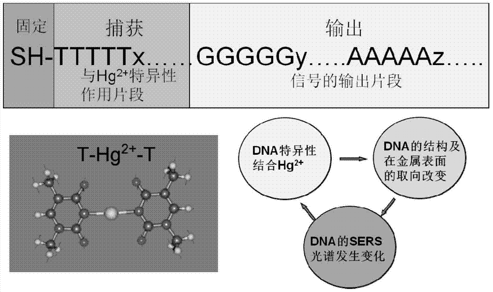 A method for the detection of low-concentration mercury ions based on a DNA-modified SERS substrate