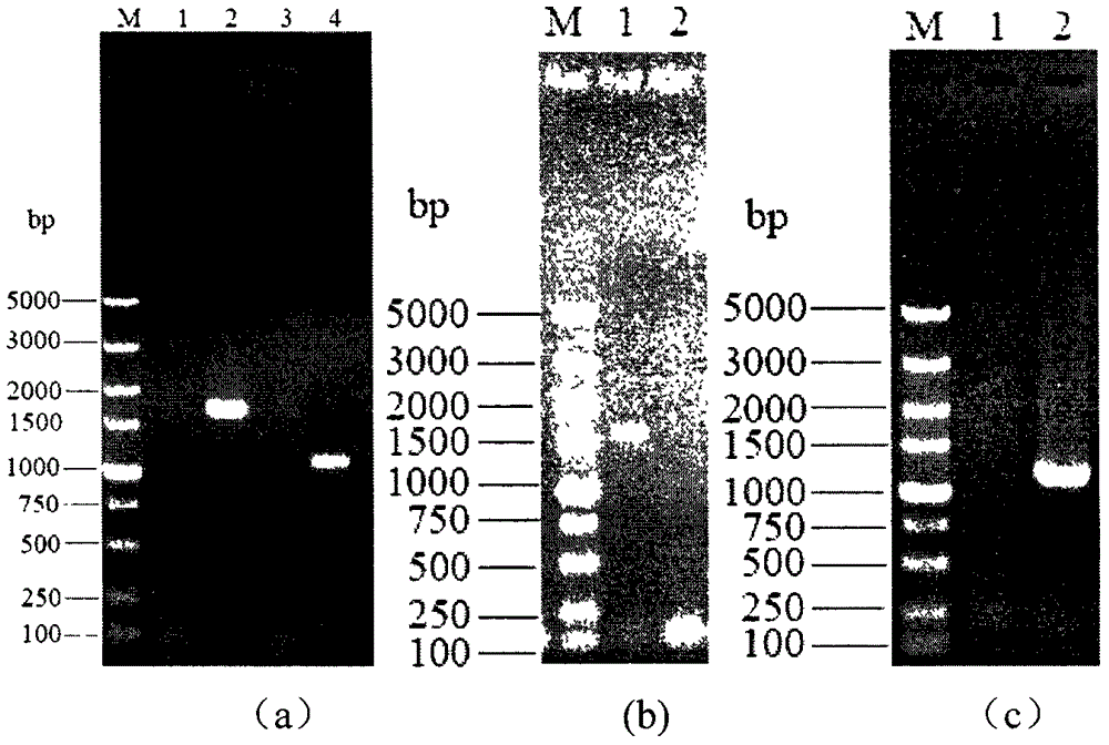 Ethyl carbamate (EC) low-yield saccharomyces cerevisiae strain obtained by knocking-out CAR1 and over-expressing DUR3 and construction method of saccharomyces cerevisiae strain