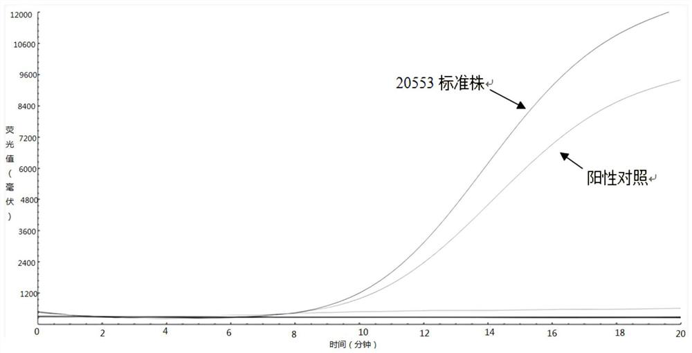 Primer and probe sequence for fluorescence RAA detection of vibrio parahaemolyticus and application thereof