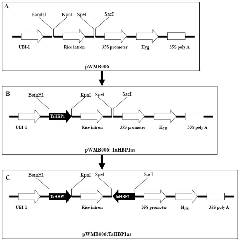 A hemopexin gene tahbp1 and its recombinant interference vector and application