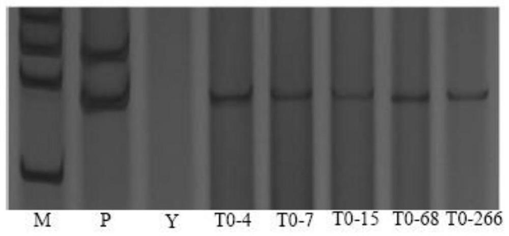 A hemopexin gene tahbp1 and its recombinant interference vector and application