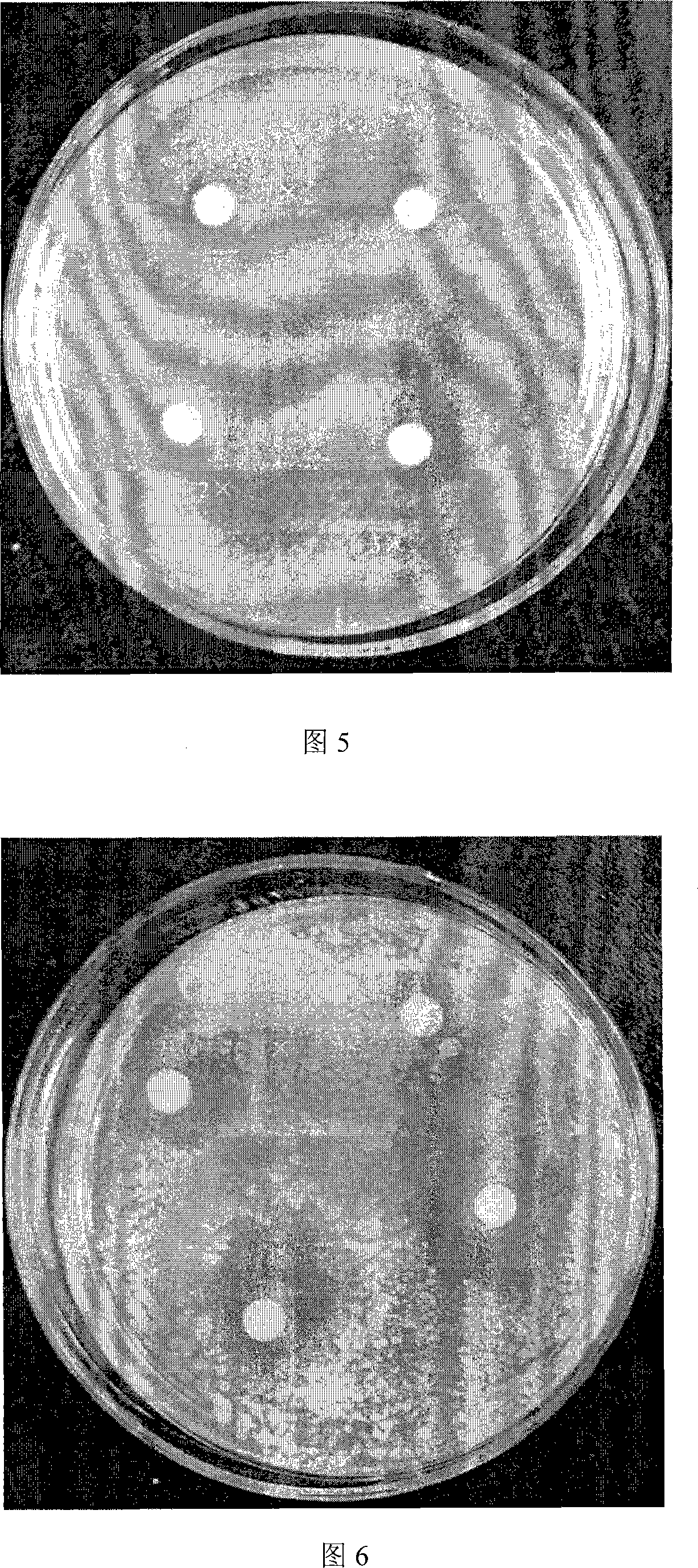 Feed additive with antibiotic function and application
