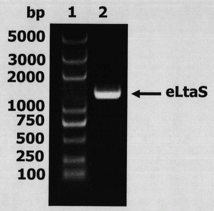 Preparation and application of anti-Staphylococcus aureus eLtaS protein monoclonal neutralizing antibody E4-2
