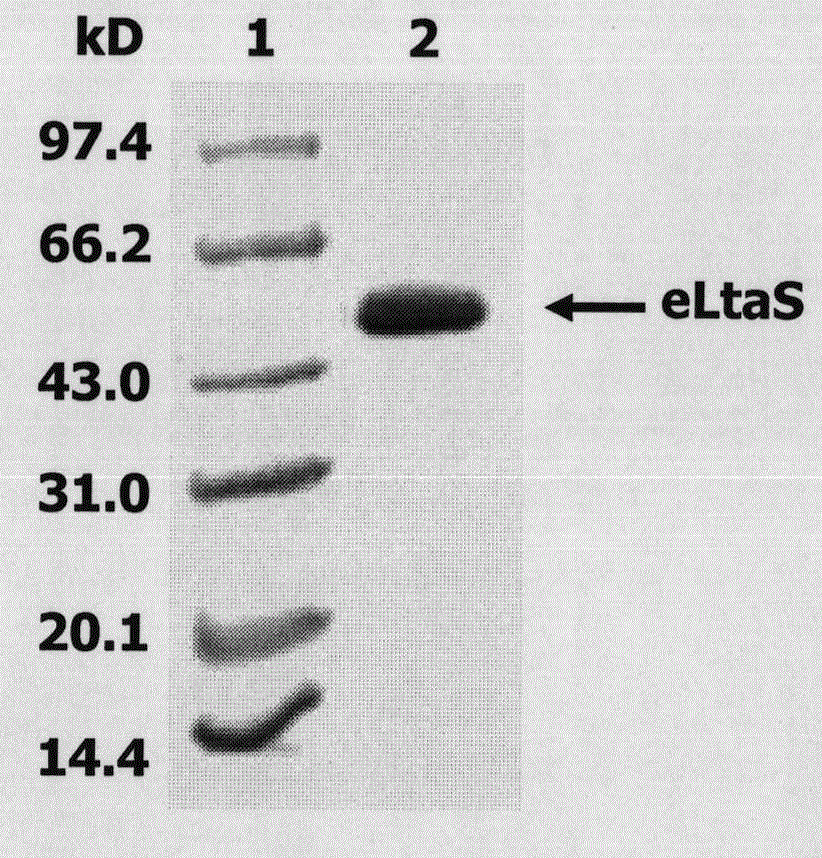 Preparation and application of anti-Staphylococcus aureus eLtaS protein monoclonal neutralizing antibody E4-2
