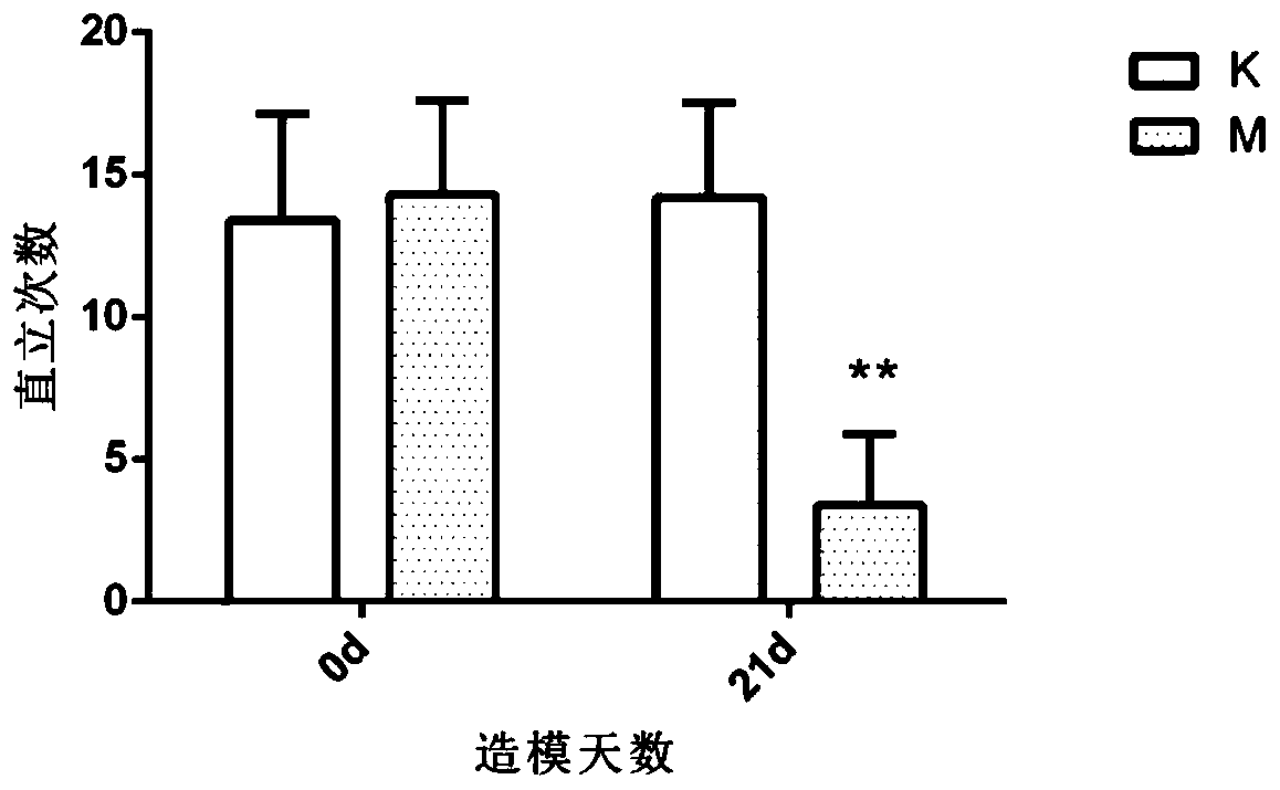 Construction and evaluation method for experimental animal model of depression with gastrointestinal motility disorder