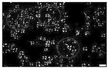 Method for preparing physically modified starch by using heating and freezing-thawing and adding various edible gums