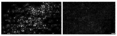 Method for preparing physically modified starch by using heating and freezing-thawing and adding various edible gums