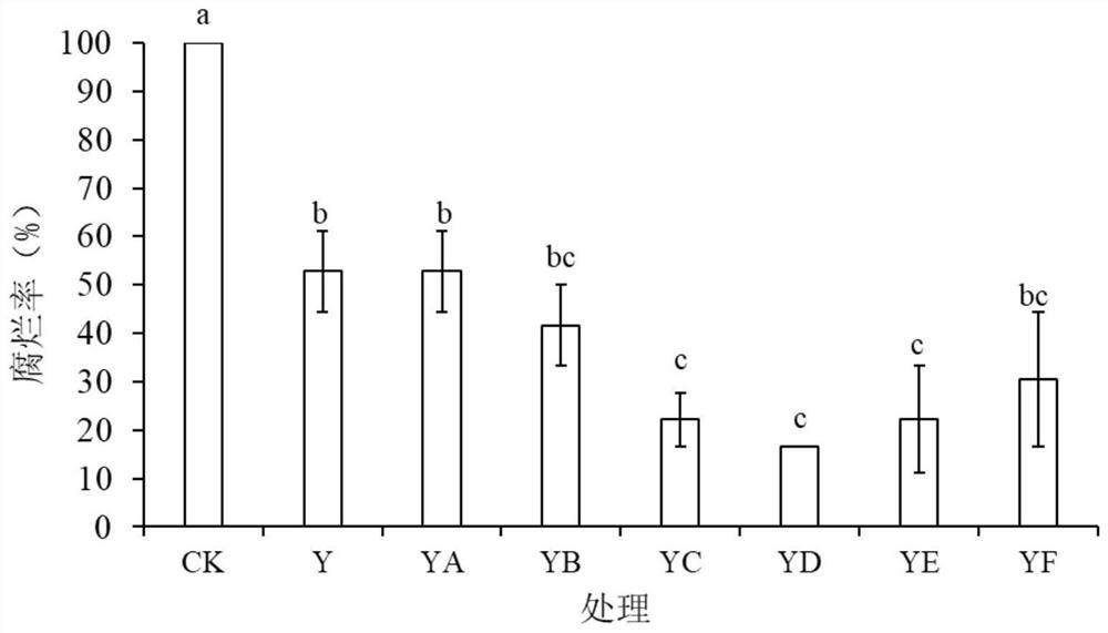 Method for preventing and controlling postharvest diseases of grapes by gamma-aminobutyric acid induced culture of sporidiobolus pararoseus Y16
