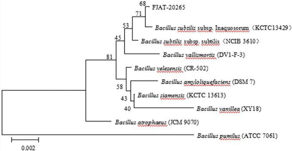 Bacillus strain with antagonistic action on root rot