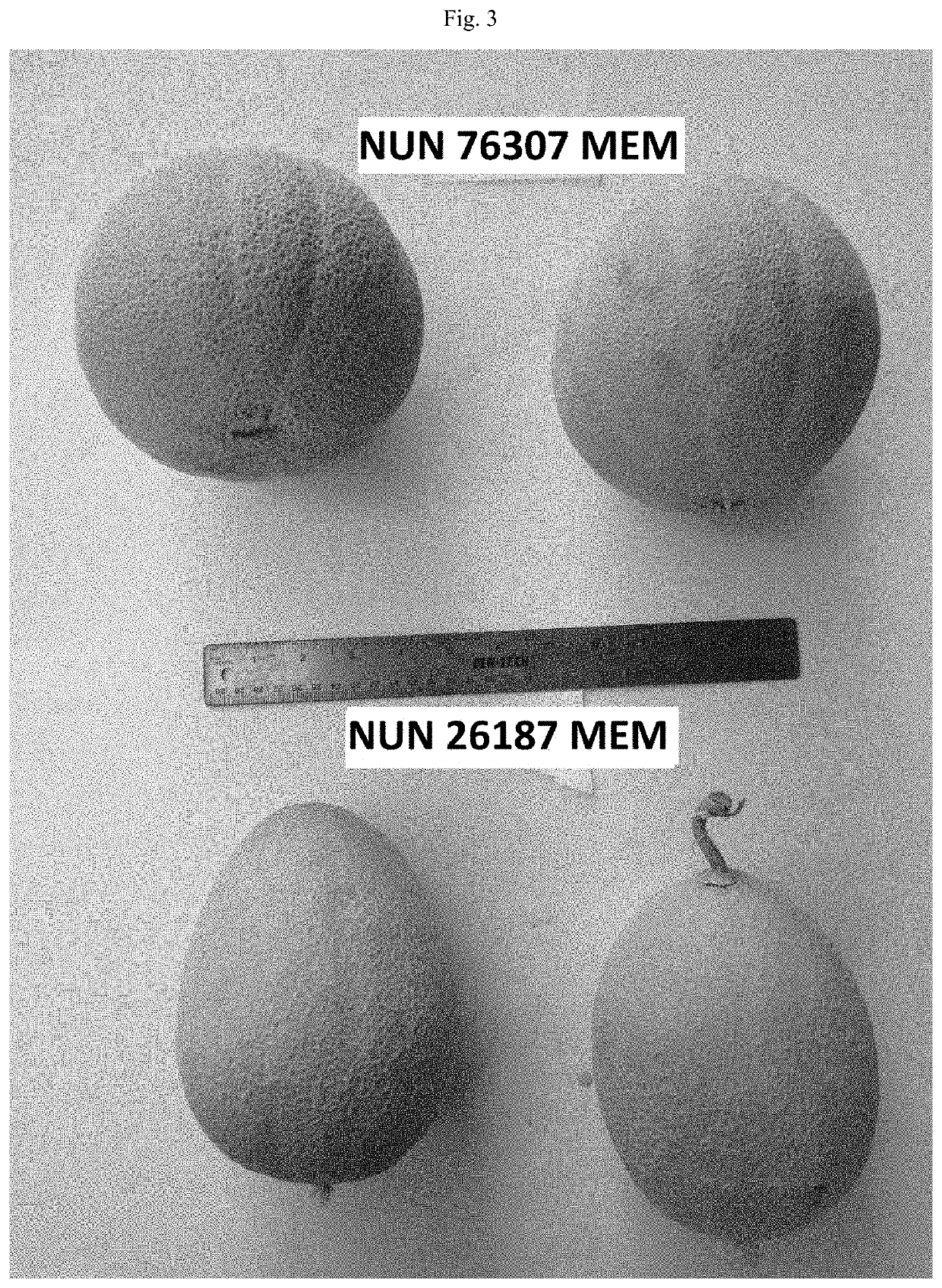 Melon variety nun 76307 mem