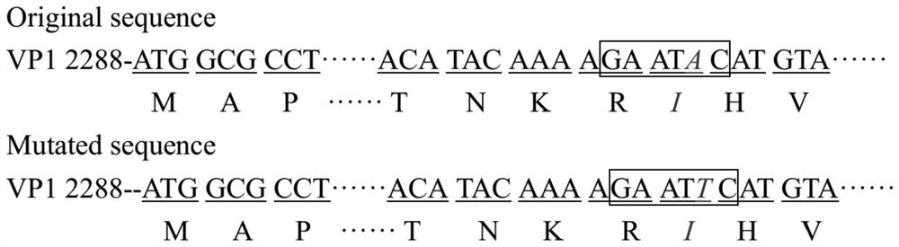 Porcine parvovirus infectious cloning system stably carrying genetic markers and its construction method and application